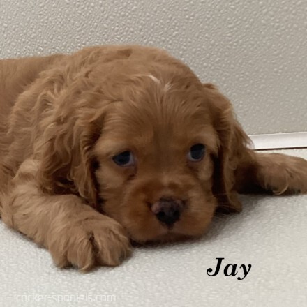 puppy, for, sale, Cocker Spaniel, Joe & Cherri  Overlease, dog, breeder, Miller, MO, dog-breeder, puppy-for-sale, forsale, nearby, find, puppyfind, locator, puppylocator, aca